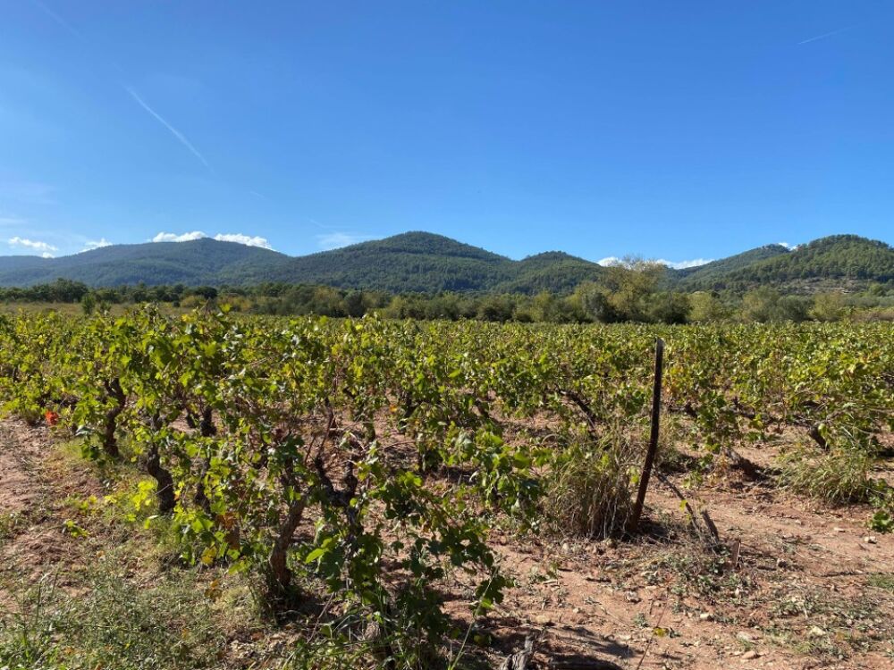 Terrain plat 700 m² - Belle opportunité au Castellet<BR/....