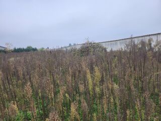  Terrain 350 m Taponas