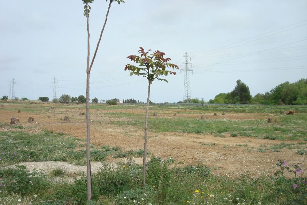 vente Terrain - 288 m² Perpignan (66100)