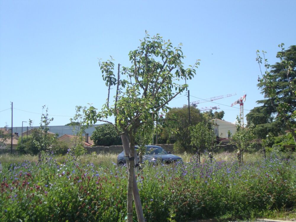 vente Terrain - 255 m² Hyères (83400)