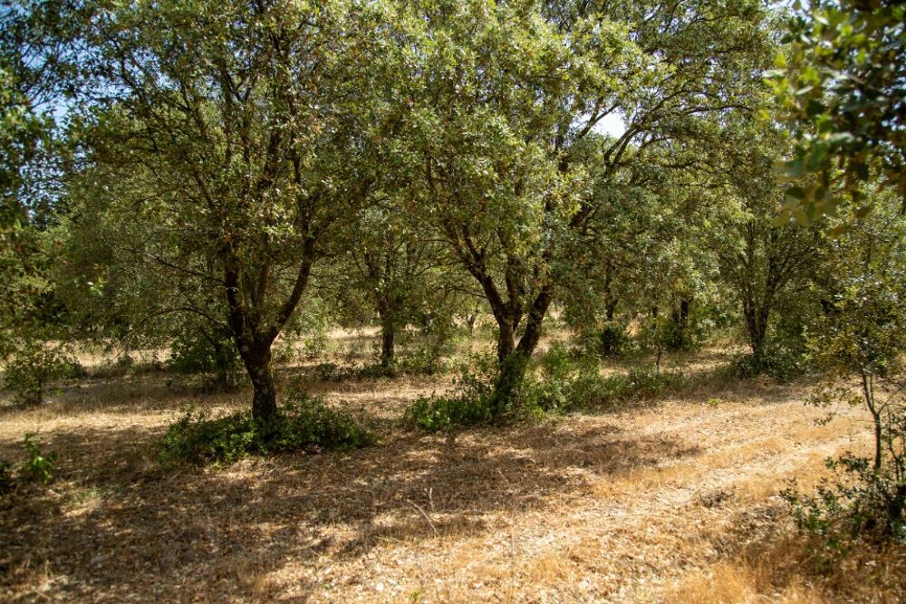 vente Terrain - 751 m² Grillon (84600)