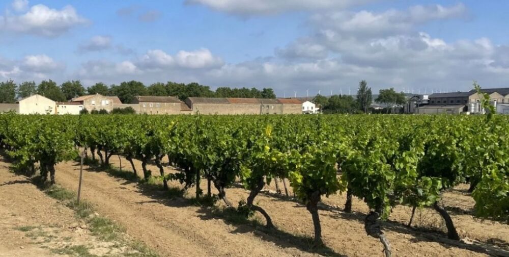 vente Terrain - 534 m² Canet (11200)