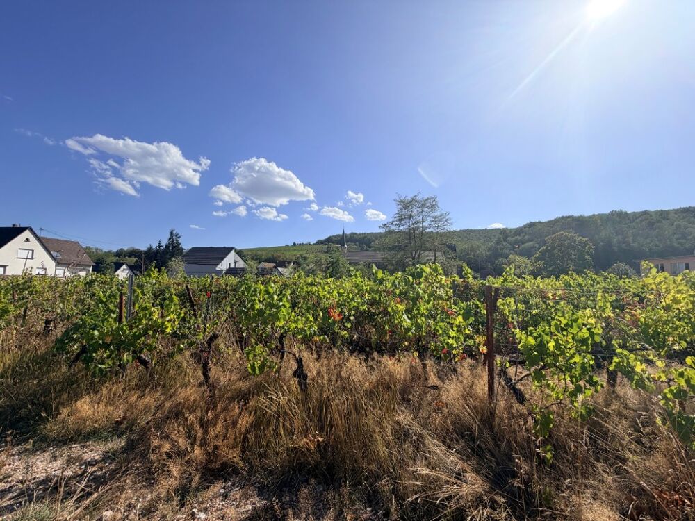 vente Maison - 5 pièce(s) - 170 m² Andlau (67140)