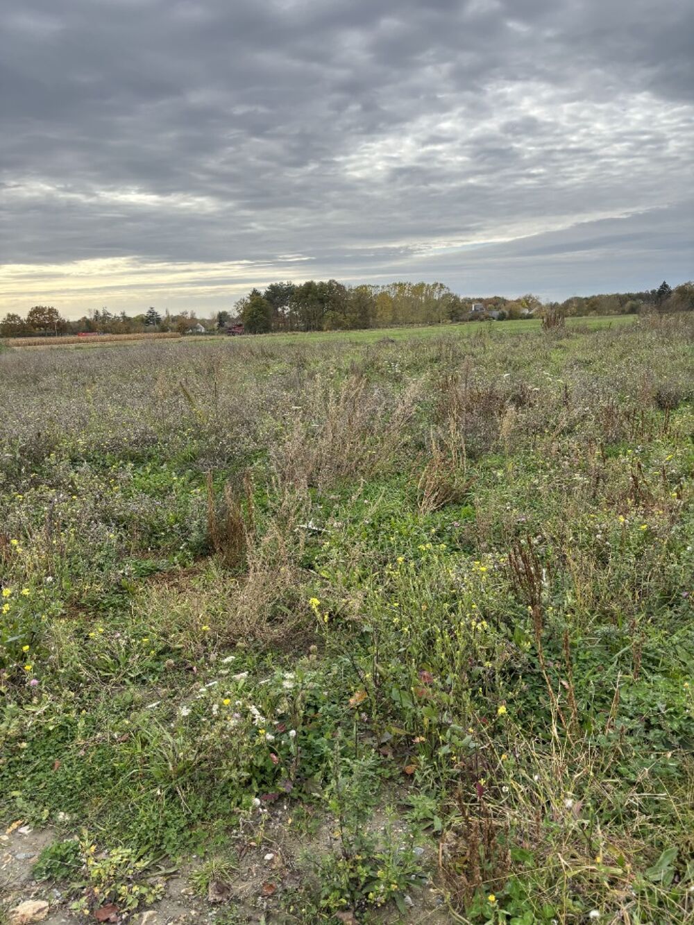 vente Terrain - 312 m� Chalonnes-sur-Loire (49290)