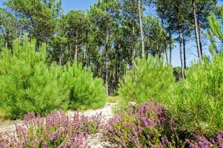  Terrain  vendre 570 m