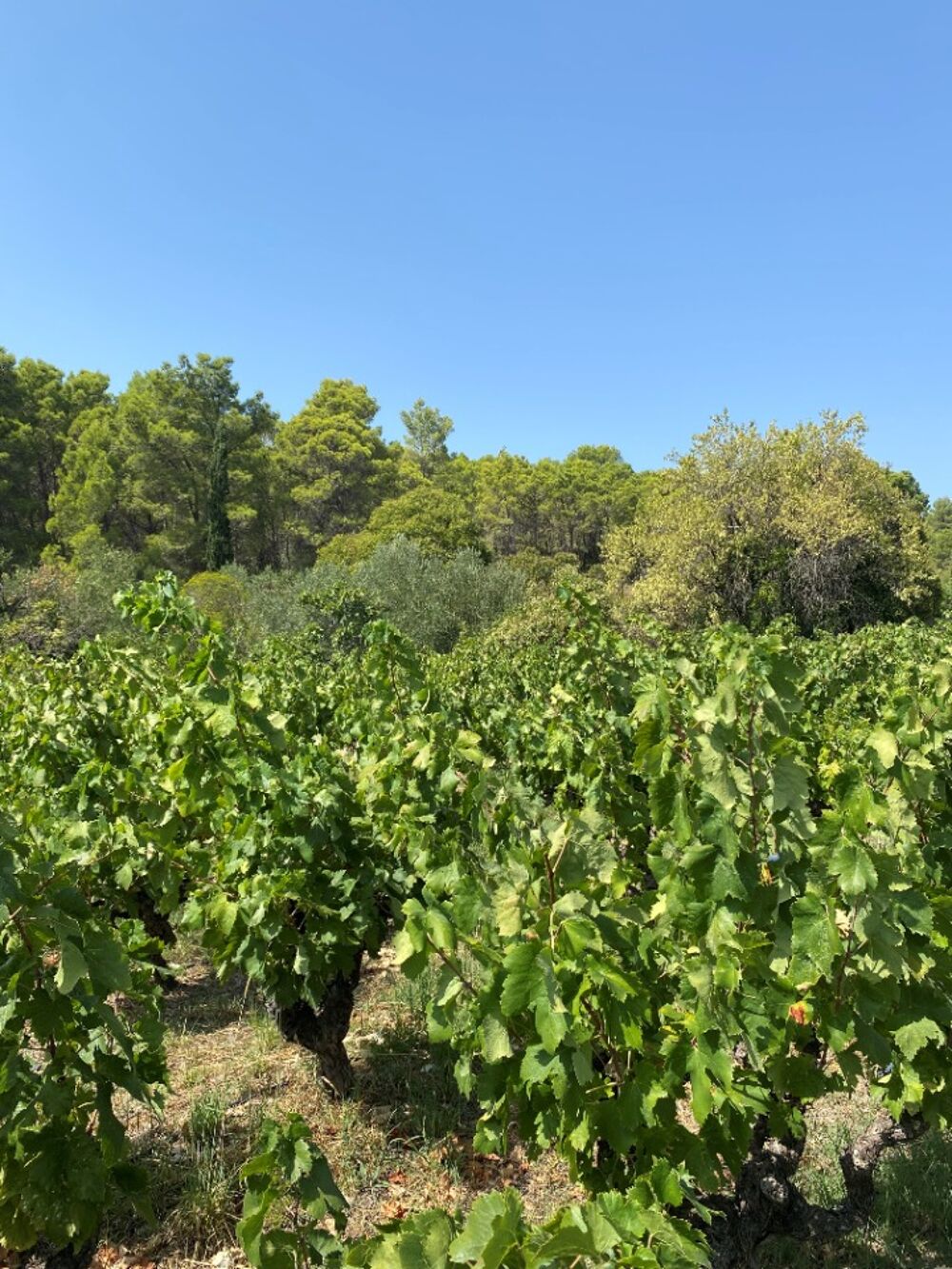 vente Terrain - 1430 m² Montouliers (34310)