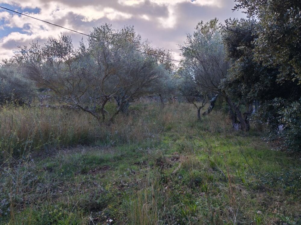 vente Terrain - 1005 m² Carnoules (83660)
