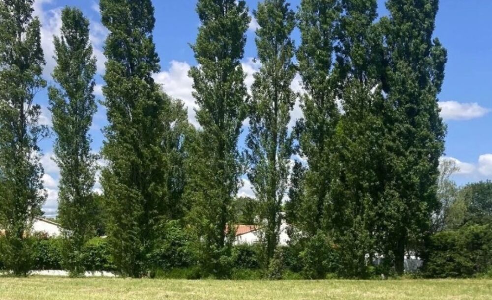 MAISON À CONSTRUIRE DE 130 M² À BRETIGNOLLES-SUR-MER, 5 ....