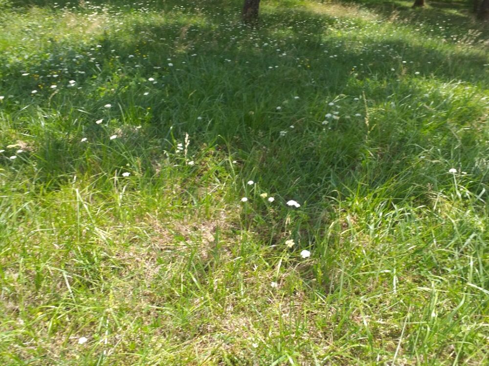 vente Terrain - 540 m² Le Pout (33670)