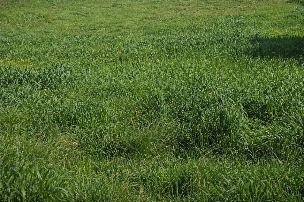 vente Terrain - 500 m² Grasse (06130)