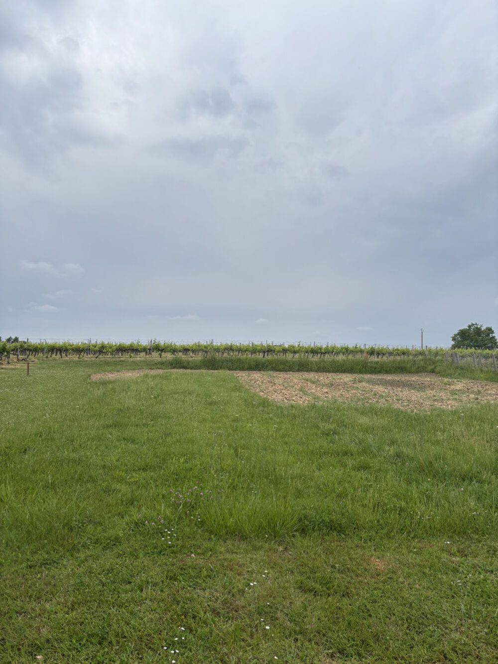 vente Terrain - 1000 m² Pugnac (33710)