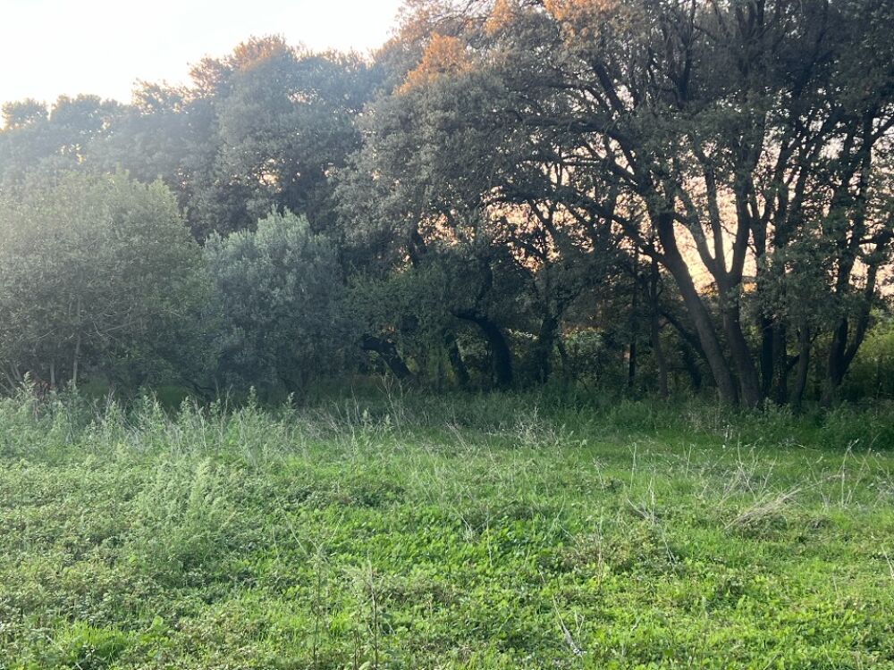 vente Terrain - 445 m² Plan-d'Orgon (13750)
