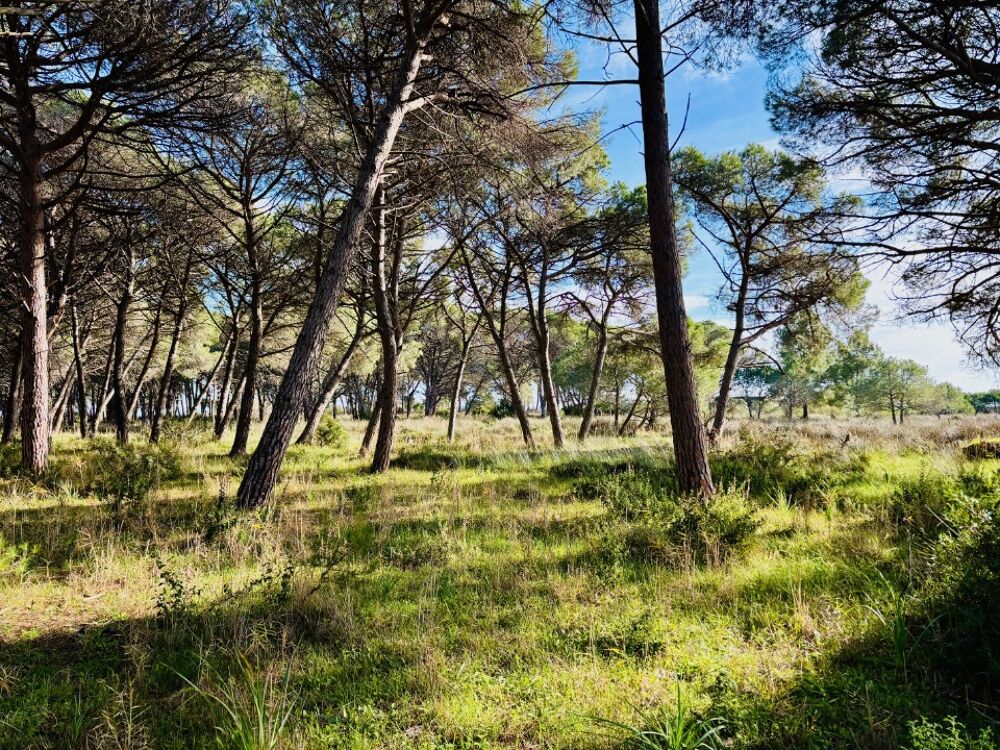 vente Terrain - 550 m² Carnoules (83660)