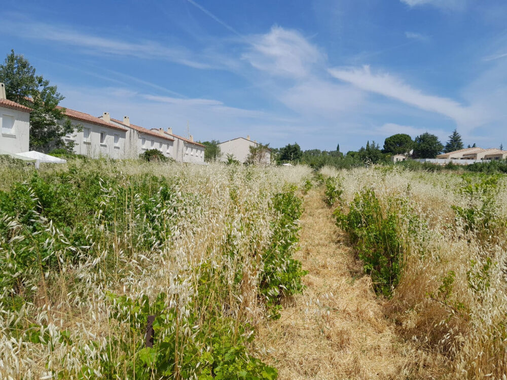 vente Terrain - 1368 m² Castillon-du-Gard (30210)