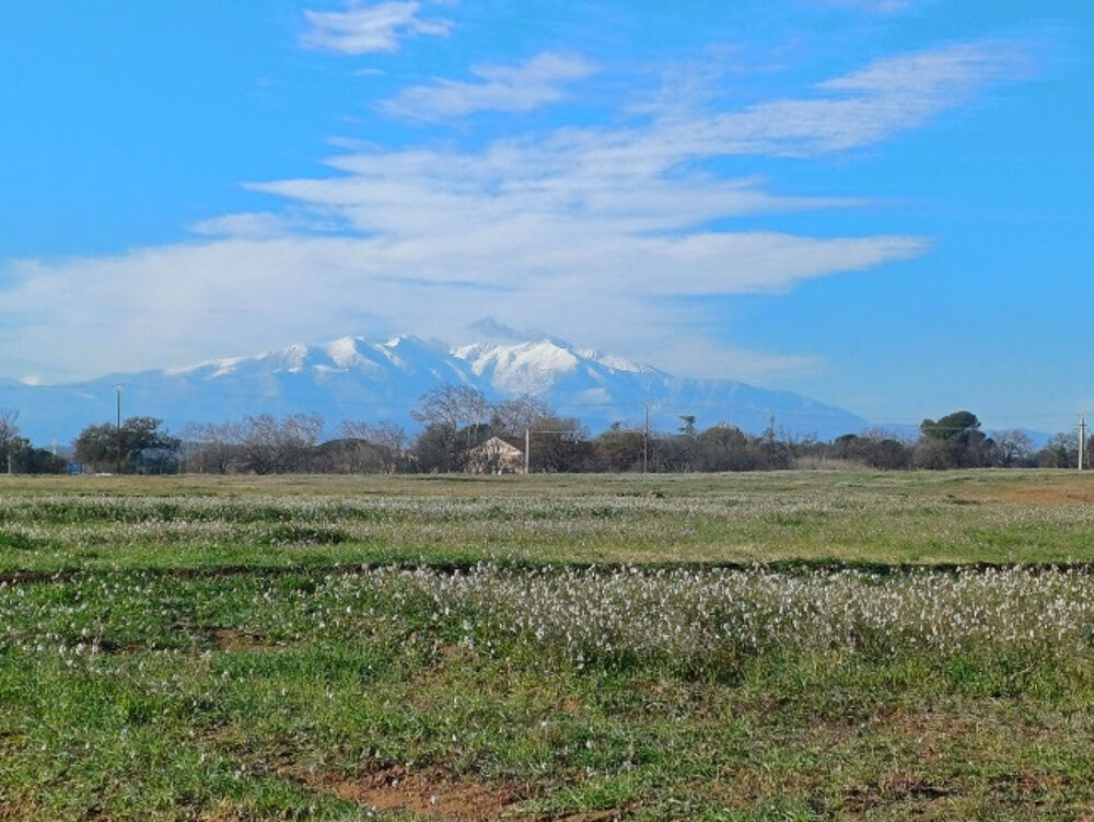 vente Terrain - 1550 m² Villeneuve-de-la-Raho (66180)