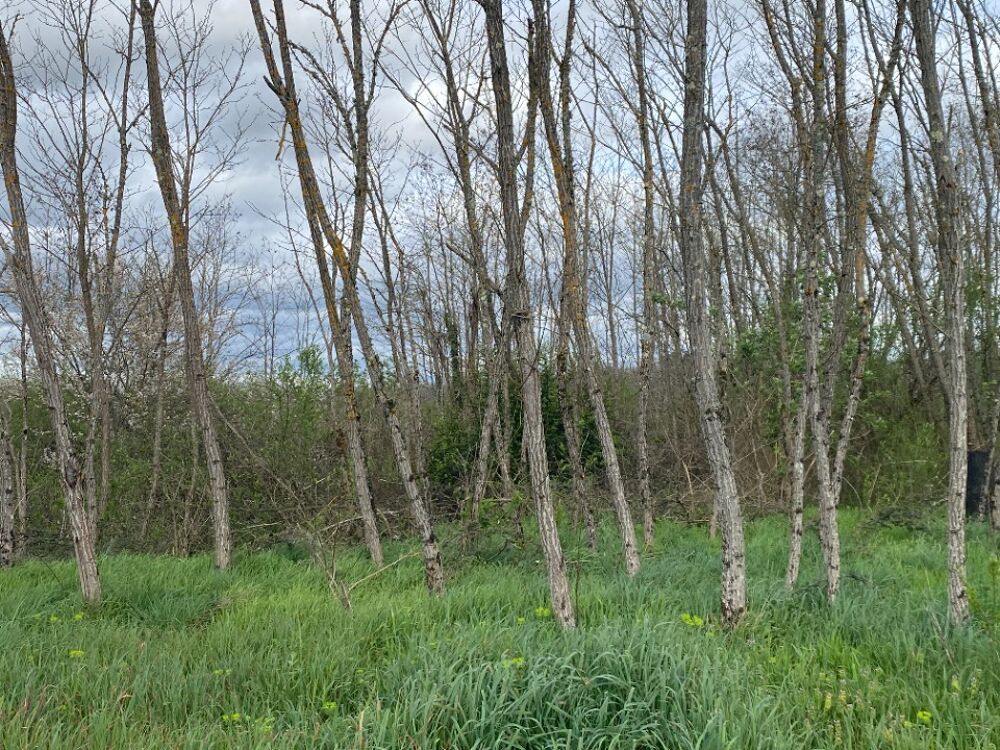 vente Terrain - 812 m² Portets (33640)