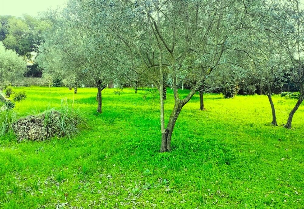 vente Terrain - 1000 m² Draguignan (83300)