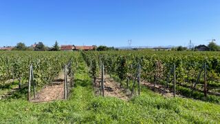  Maison 4 pi�ces 110 m� Wintzenheim