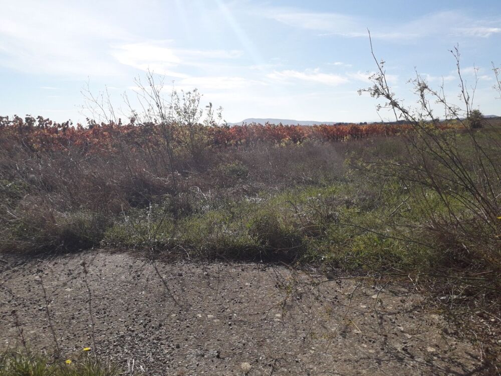 vente Terrain - 600 m� Rieux-Minervois (11160)