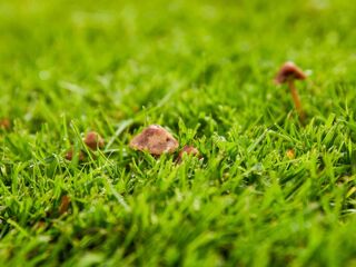  Terrain 1000 m� Mios