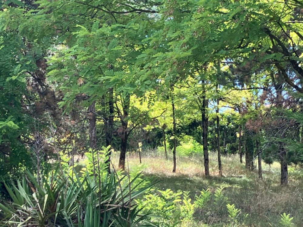 vente Terrain - 1200 m² Saintes (17100)