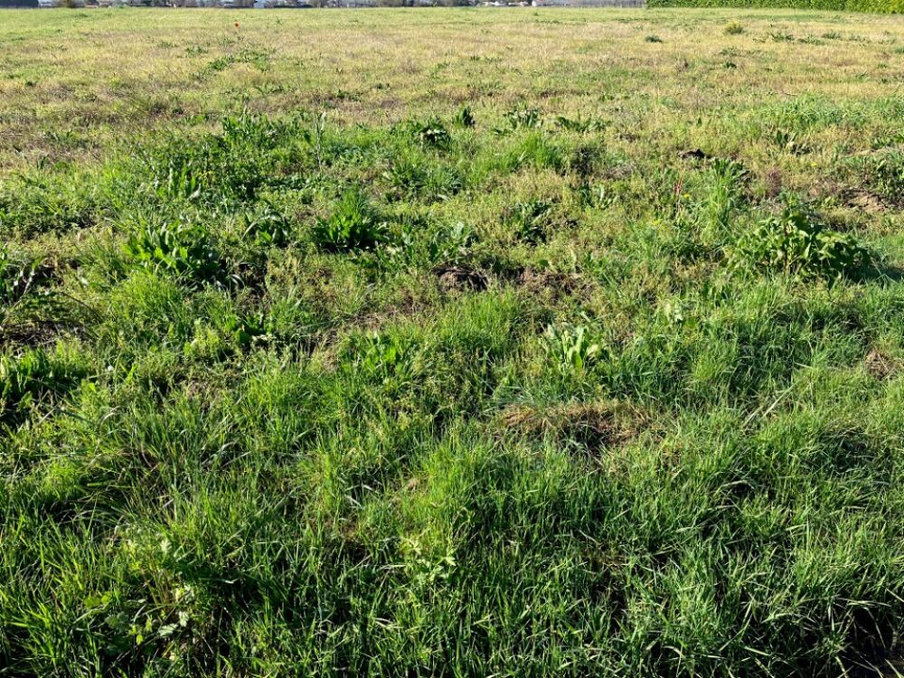 vente Terrain - 1960 m² Chérac (17610)