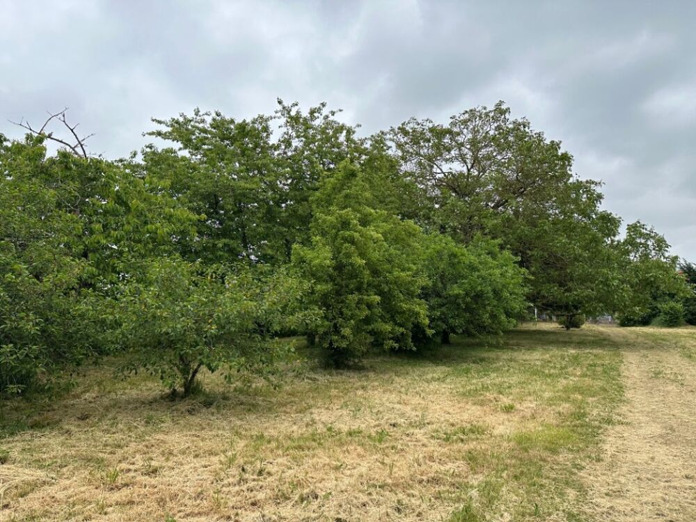 vente Maison - 4 pièce(s) - 80 m² Sorigny (37250)