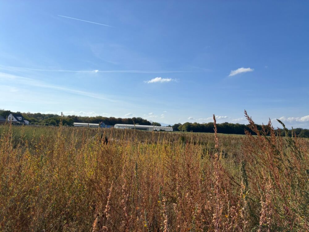 vente Terrain - 600 m² Bindernheim (67600)