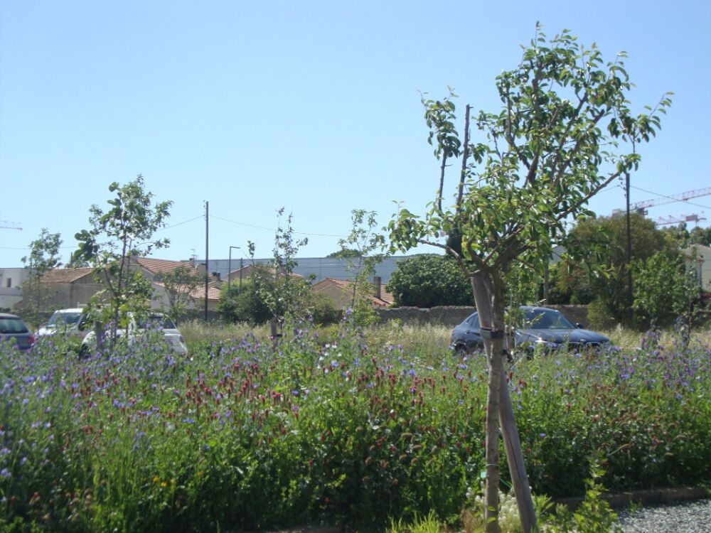 vente Terrain - 255 m² Hyères (83400)