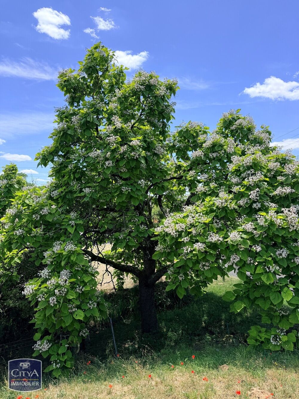 Vente Terrain terrain Chinon