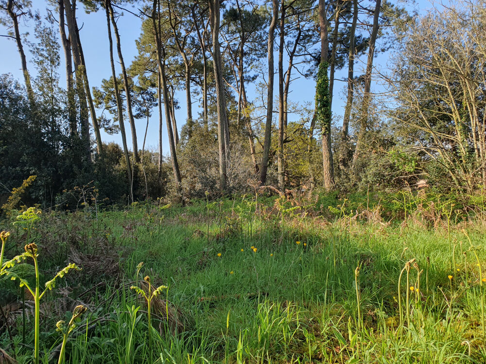 Vente Terrain Grand terrain à bâtir au cœur de la forêt de Jard Sur Mer Jard sur mer
