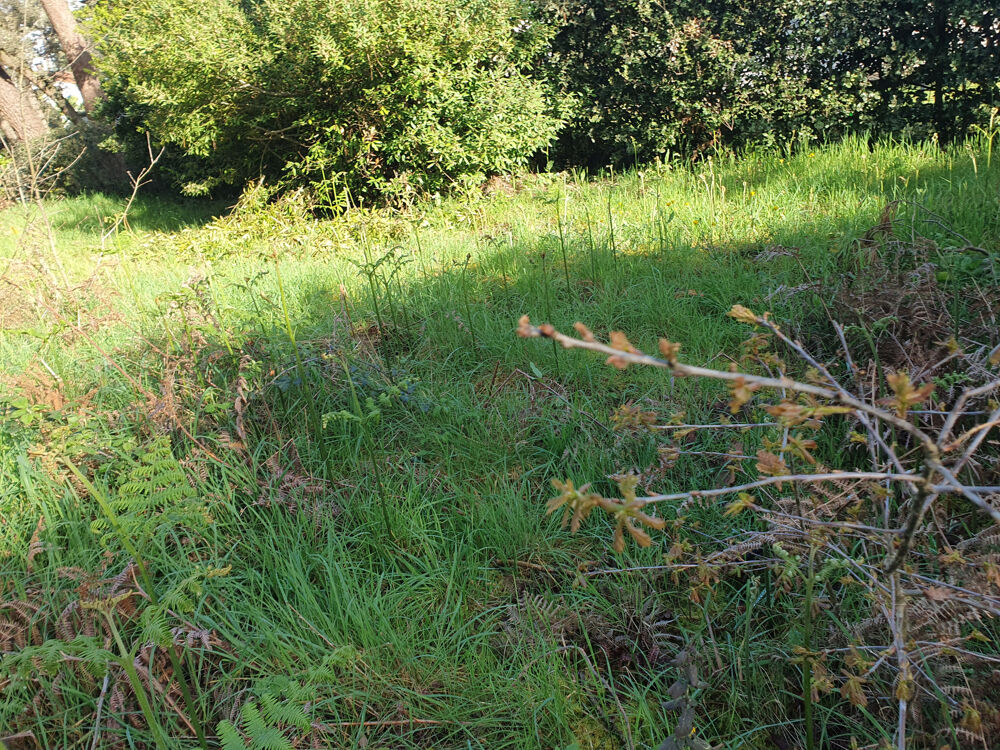 Vente Terrain Grand terrain à bâtir au cœur de la forêt de Jard Sur Mer Jard sur mer
