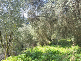  Terrain � vendre 15000 m� Sartene