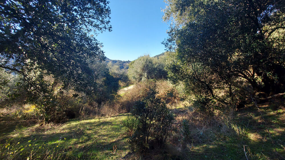 Vente Terrain TERRAIN CONSTRUCTIBLE 2350 M2 -  VICO Vico