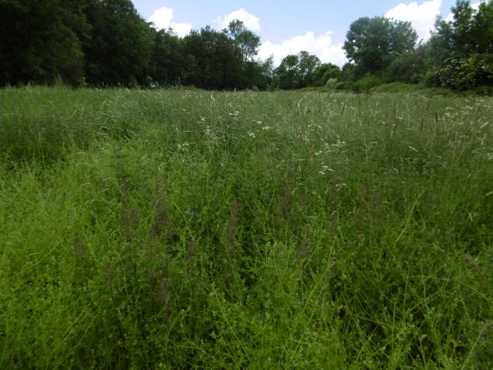 Vente Terrain TRES BEAU TERRAIN A BATIR PLAT ET VIABILISE DE 6200 M2 POUR LOTIR 5 OU 6 MAISONS A MILLY SUR THERAIN Troissereux