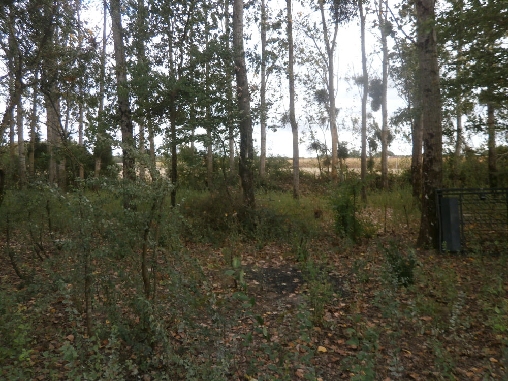 Vente Terrain TERRAIN DE LOISIRS 2370 M2 EN PARTIE BOISEE DE PEUPLIERS St georges sur la pree