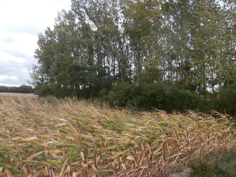 Vente Terrain TERRAIN DE LOISIRS 2370 M2 EN PARTIE BOISEE DE PEUPLIERS St georges sur la pree