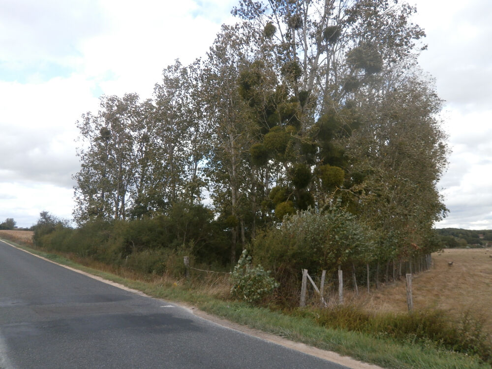 Vente Terrain TERRAIN DE LOISIRS 2370 M2 EN PARTIE BOISEE DE PEUPLIERS St georges sur la pree