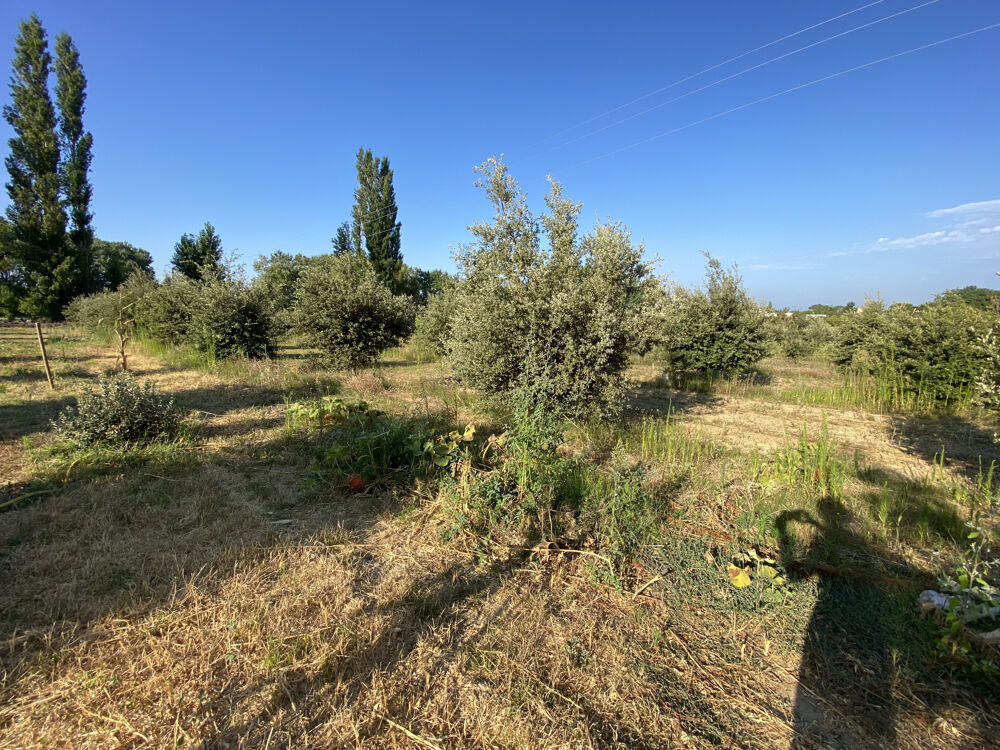 Vente Terrain terrain truffier, safran, verger Ste cecile les vignes