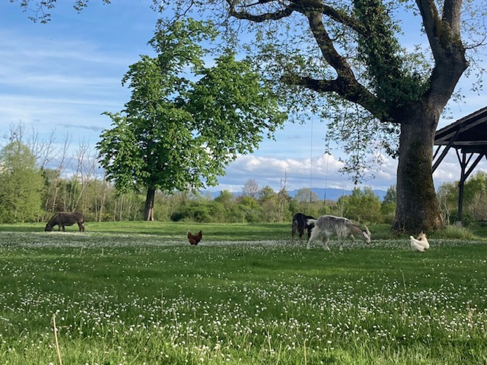  vendre  Proprit/chteau Pailhs (09130)