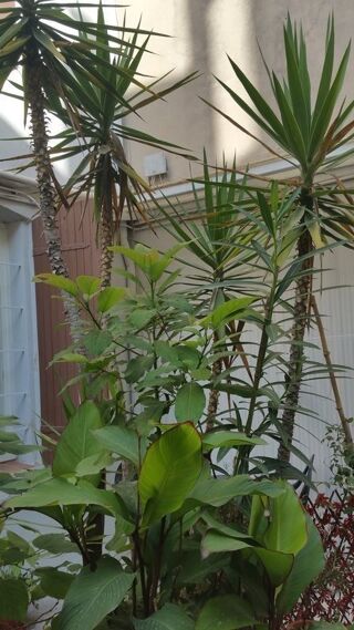  Appartement  louer 3 pices 55 m