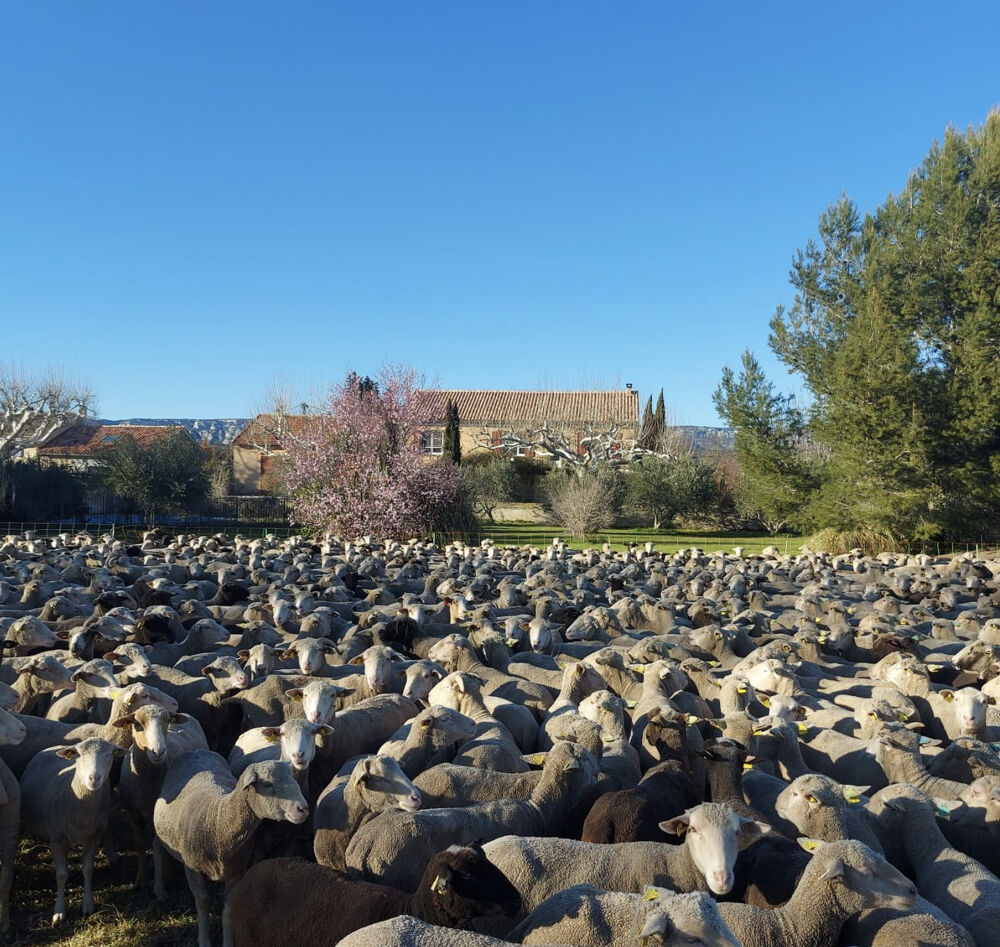  vendre  Maison Mallemort (13370)