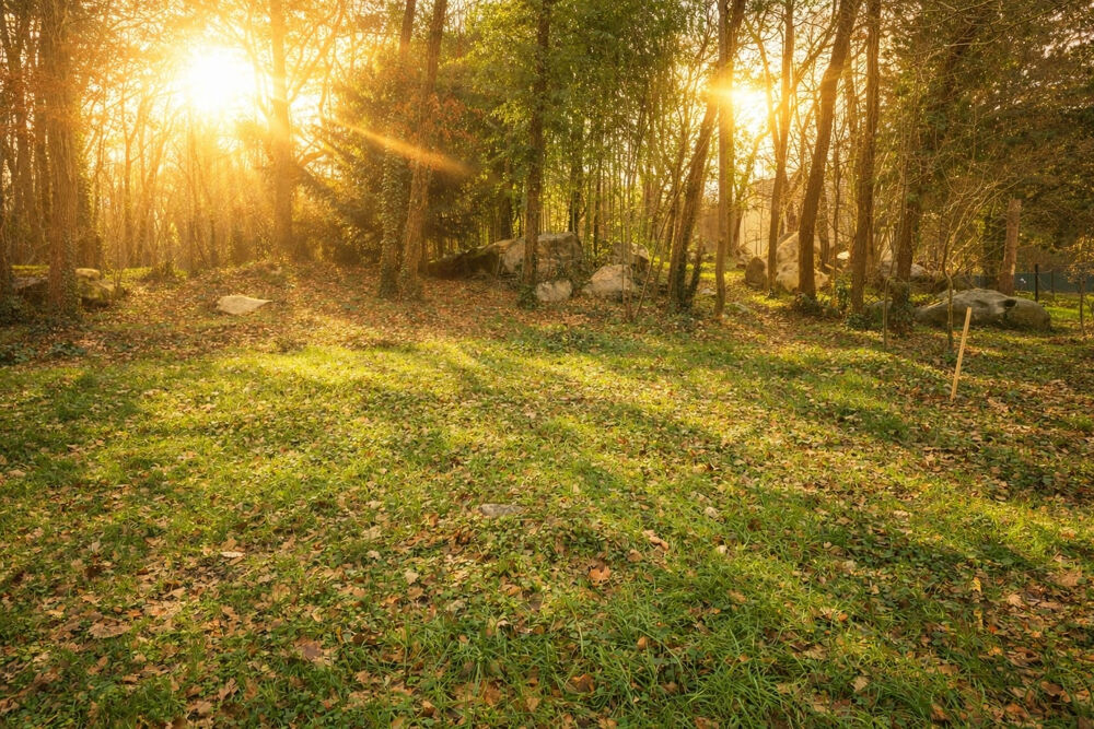 Vente Terrain Terrain � vendre 2 400 m2 � Oncy sur Ecole Oncy sur ecole