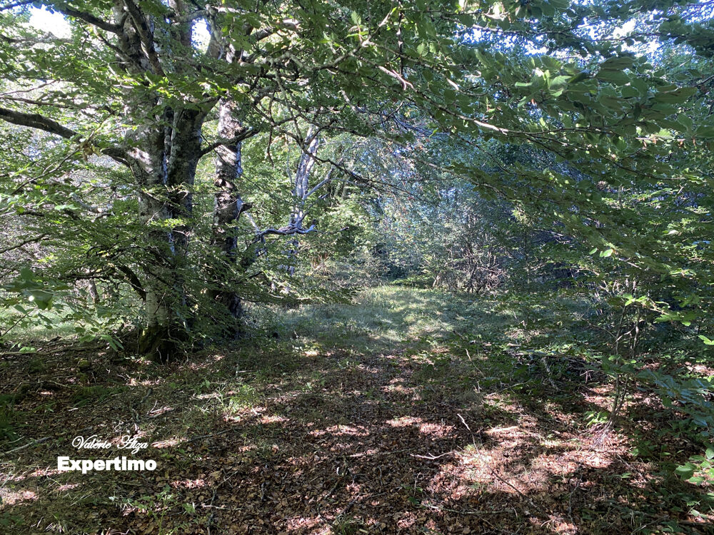 Vente Terrain Le Soulié :Terrain de 16ha Le soulie