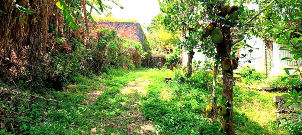 Terrain de 742 m2 à bâtir avec cabanon à réhabiliter ou à détruire