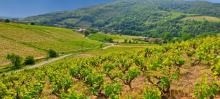  Terrain à vendre 56300 m²