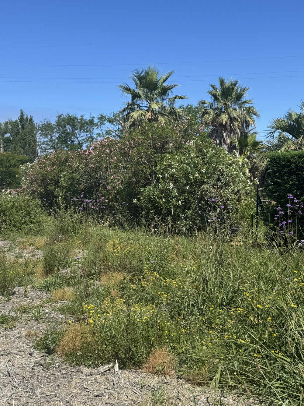 Vente Terrain BIDART-UHABIA-TERRAIN PLAT À BATIR-VIABILISÉ-LIBRE DE CONSTRUCTEUR Bidart
