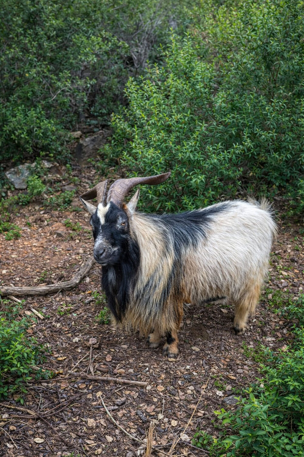 � vendre  Maison Hy�res (83400)