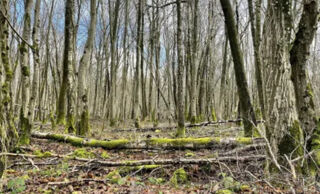  Terrain  vendre 7500 m Brasles