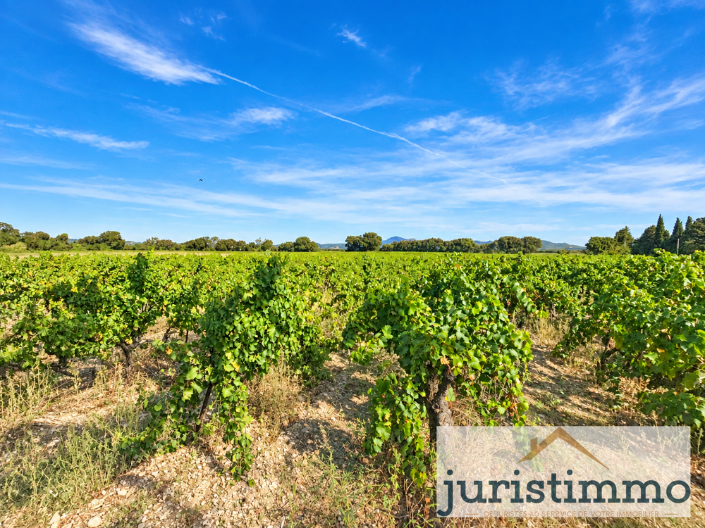 Maison de plain pied au coeur des vignes avec jardin